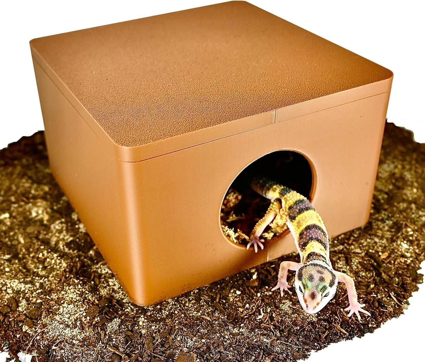 Reptile Cave Humid Cave