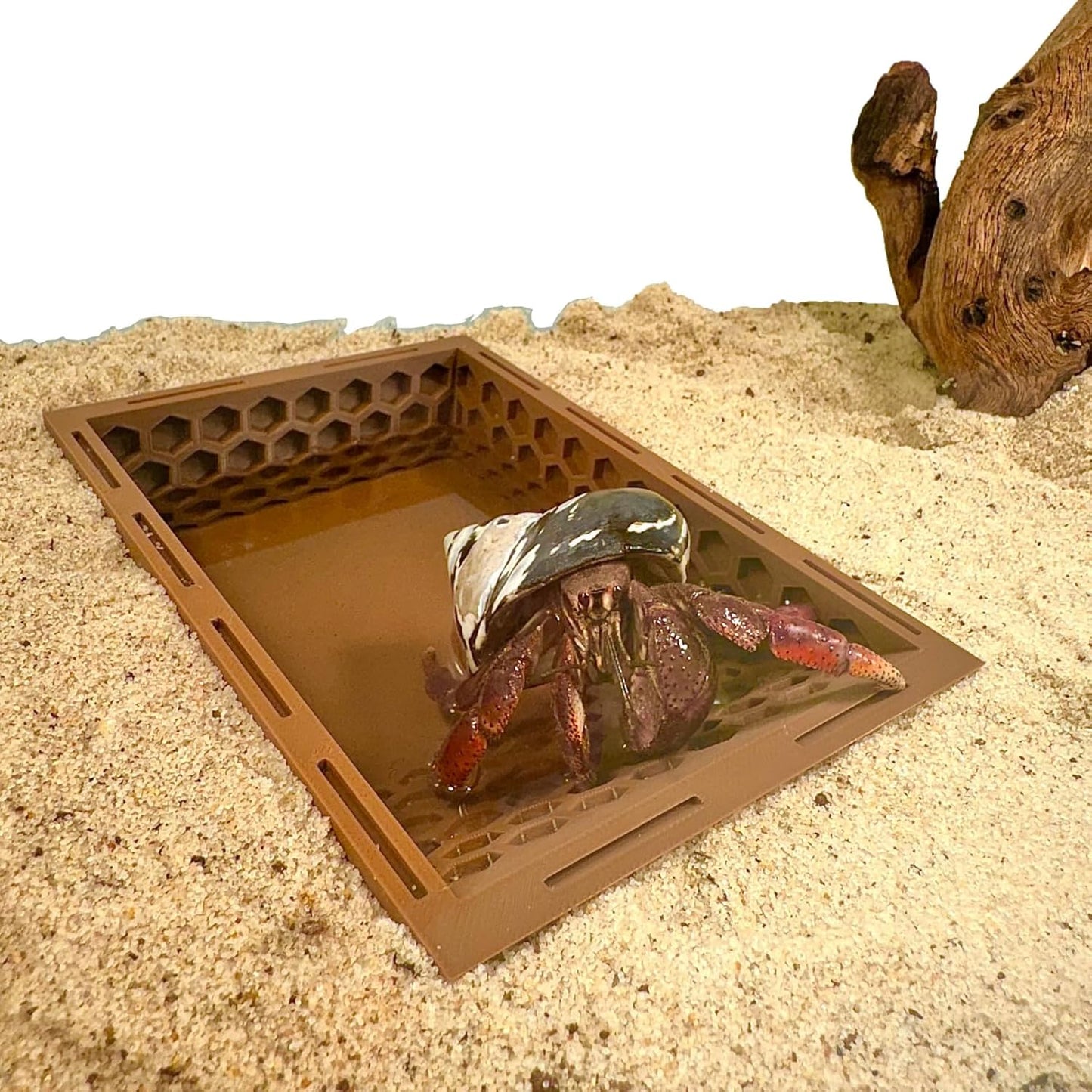 Hermit Crab Ground Pool with Ramp