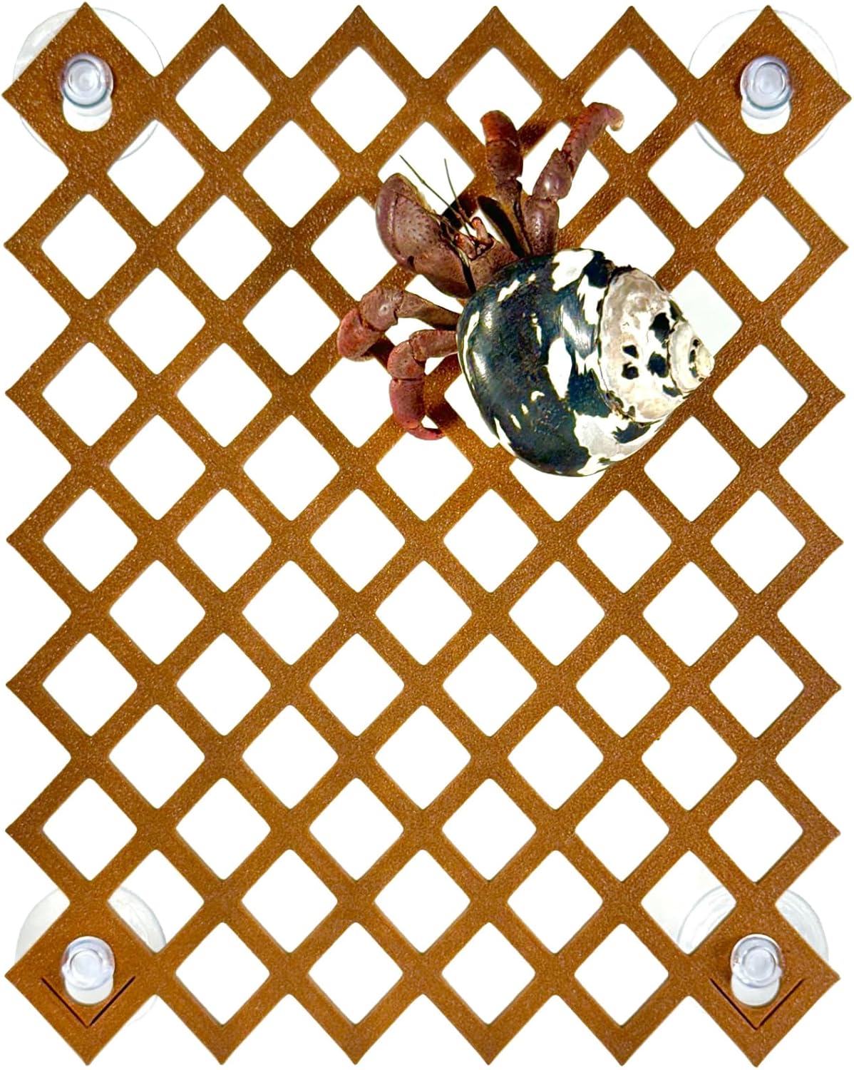 Hermit Crab Climbing Ladder Wall