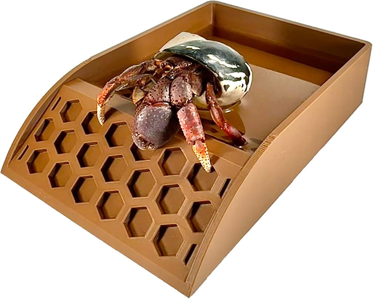 Hermit Crab Pool with Ramp