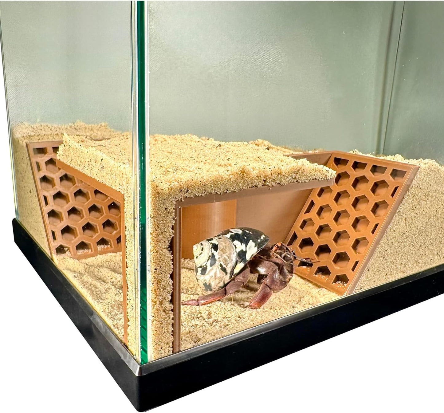 Hermit Crab Underground Tunnel Cave Corner
