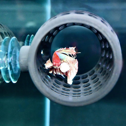 Betta Hideout Hammock Wall Cave