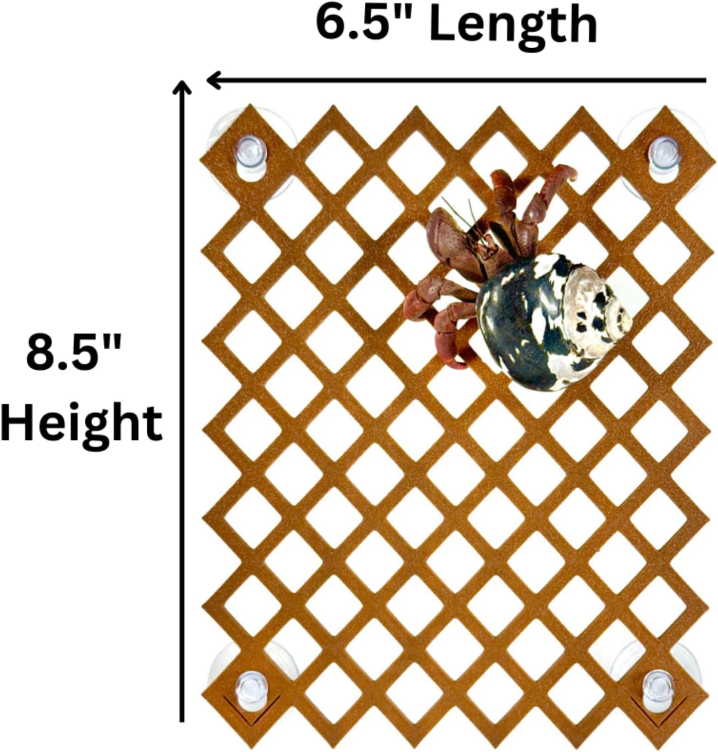 Hermit Crab Climbing Ladder Wall