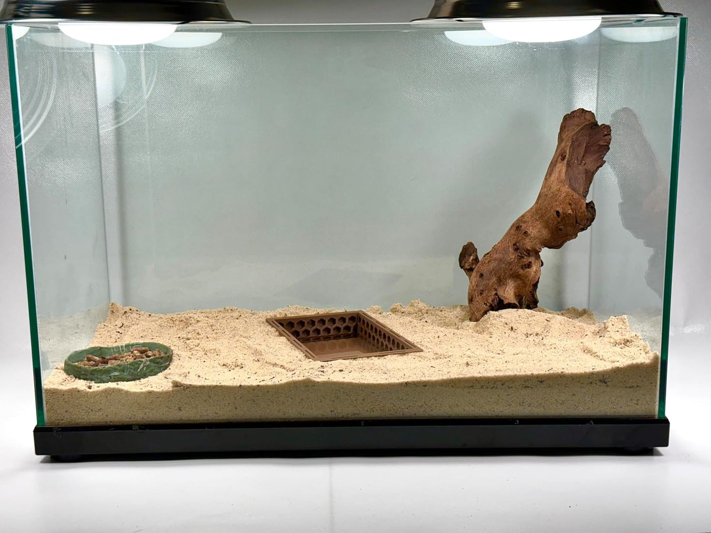 Hermit Crab Ground Pool with Ramp