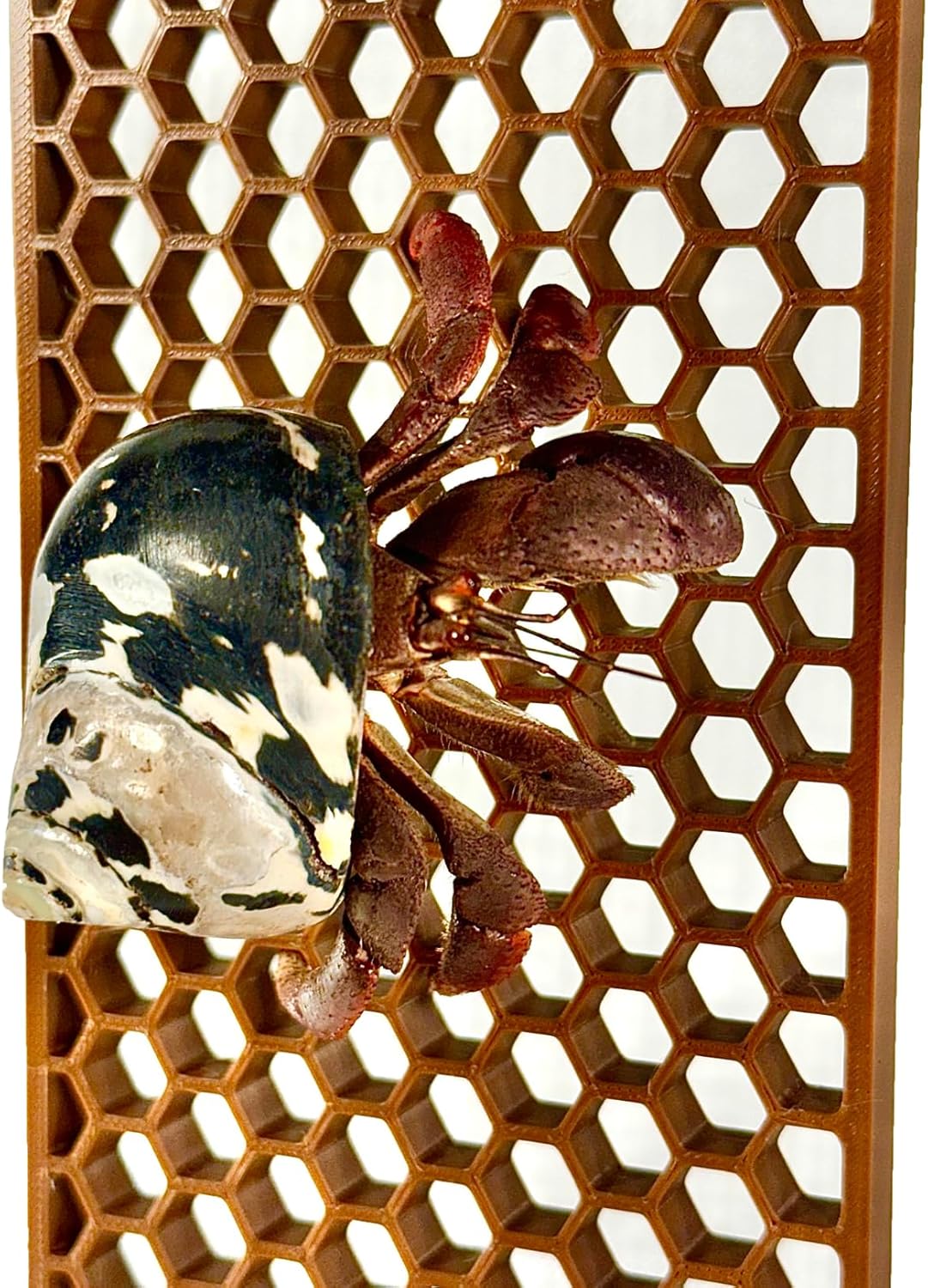 Hermit Crab Ladder Climbing Toy