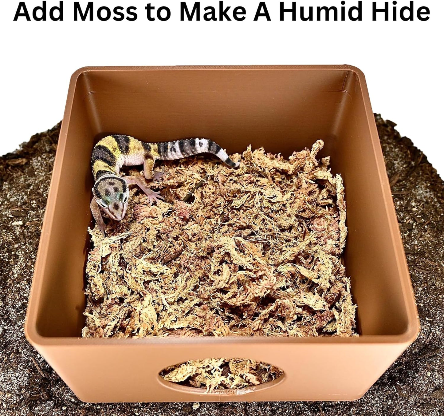 Reptile Cave Humid Cave
