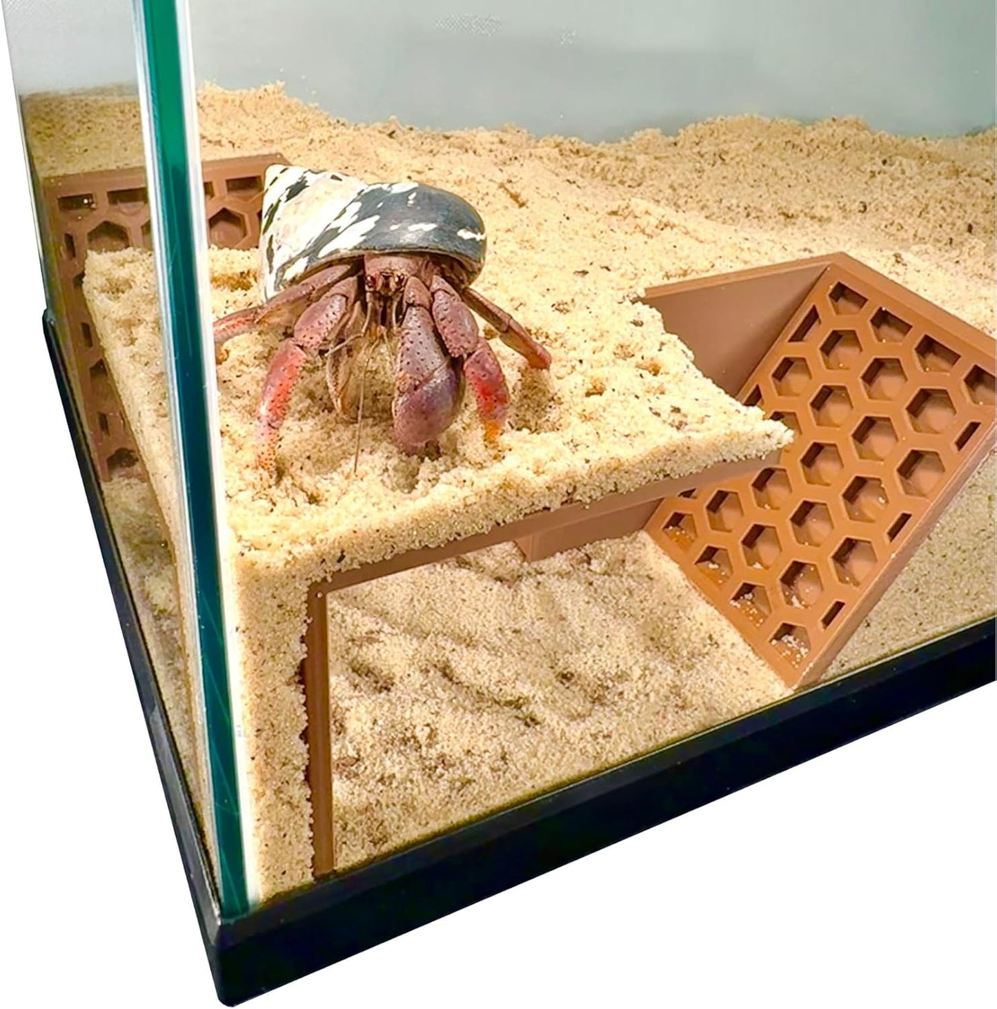Hermit Crab Underground Tunnel Cave Corner