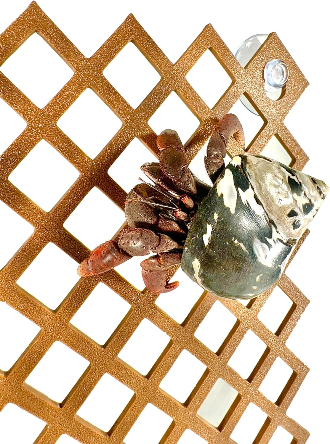 Hermit Crab Climbing Ladder Wall