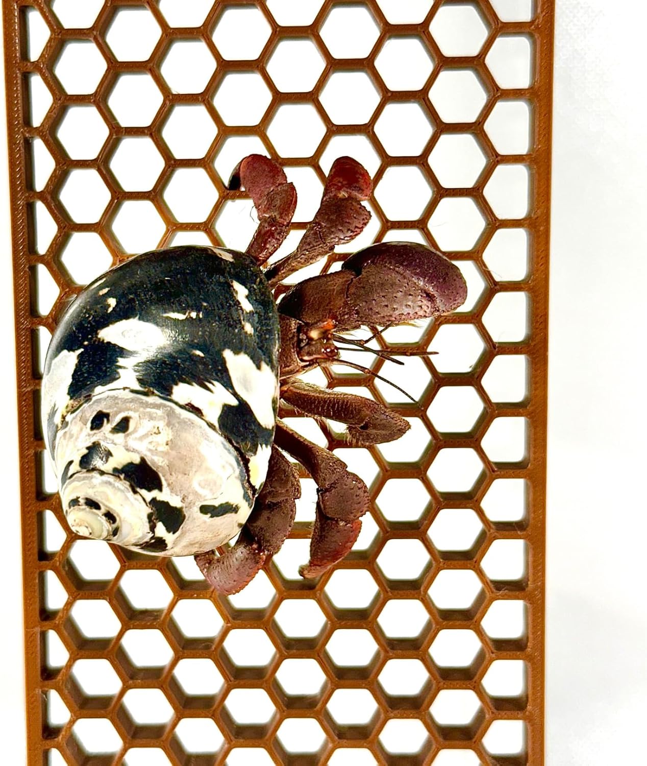 Hermit Crab Ladder Climbing Toy