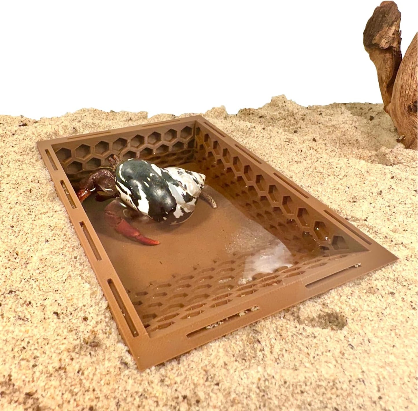 Hermit Crab Ground Pool with Ramp