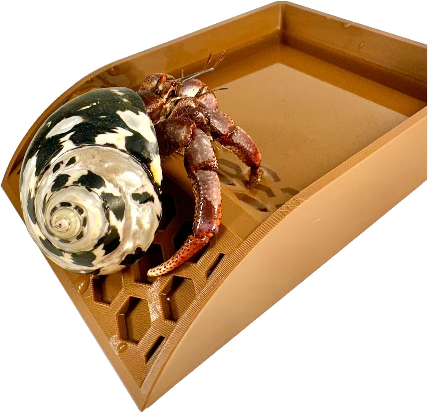 Hermit Crab Pool with Ramp