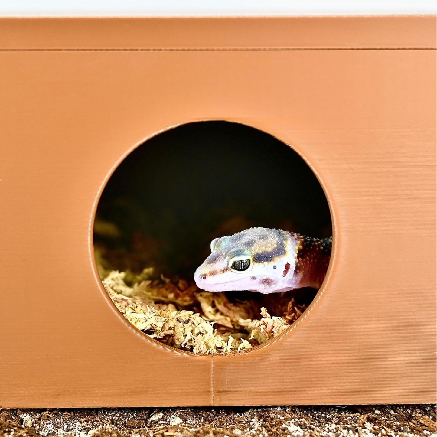 Reptile Cave Humid Cave