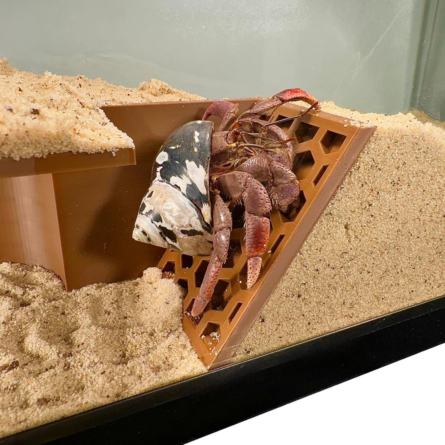 Hermit Crab Underground Tunnel Cave Corner