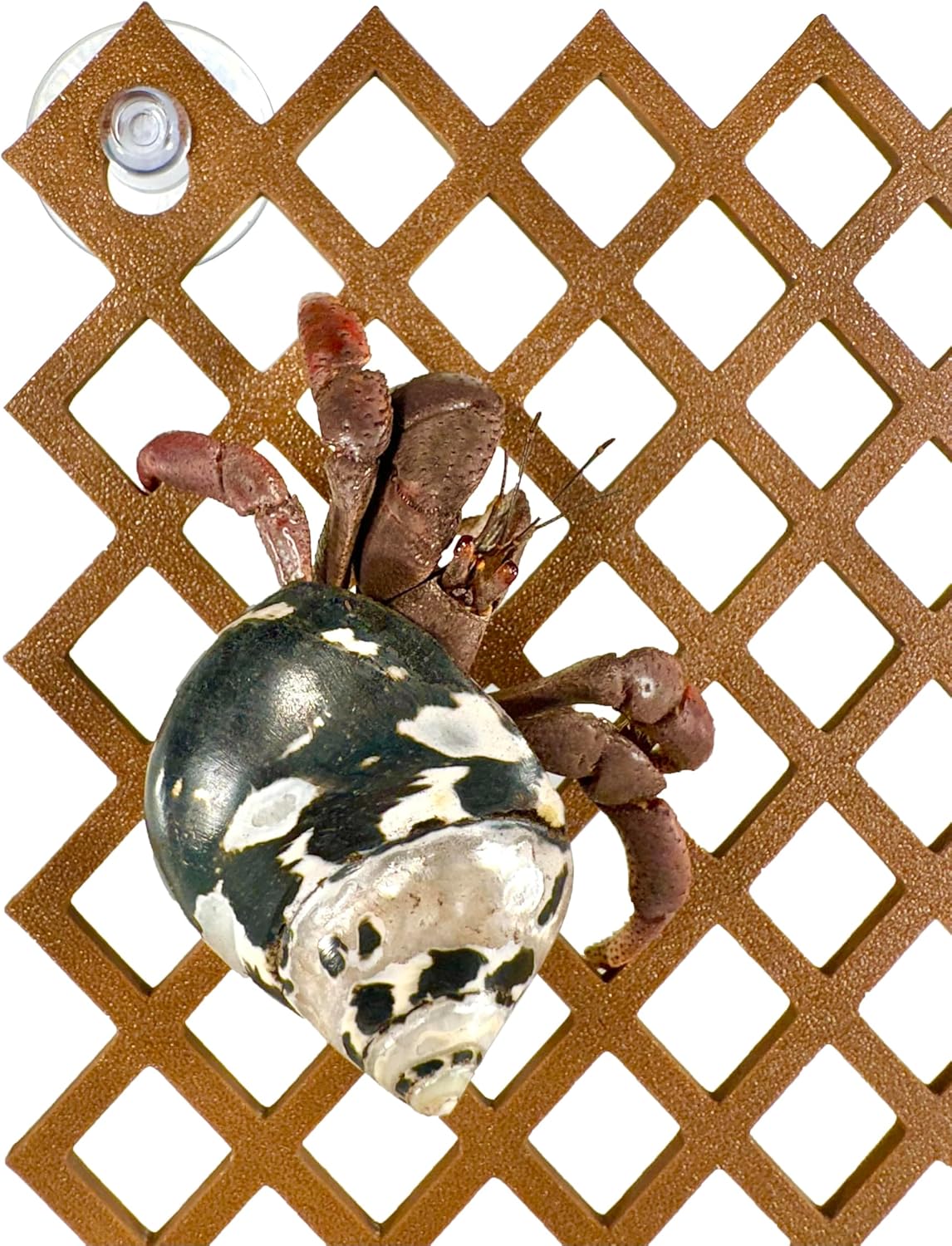Hermit Crab Climbing Ladder Wall