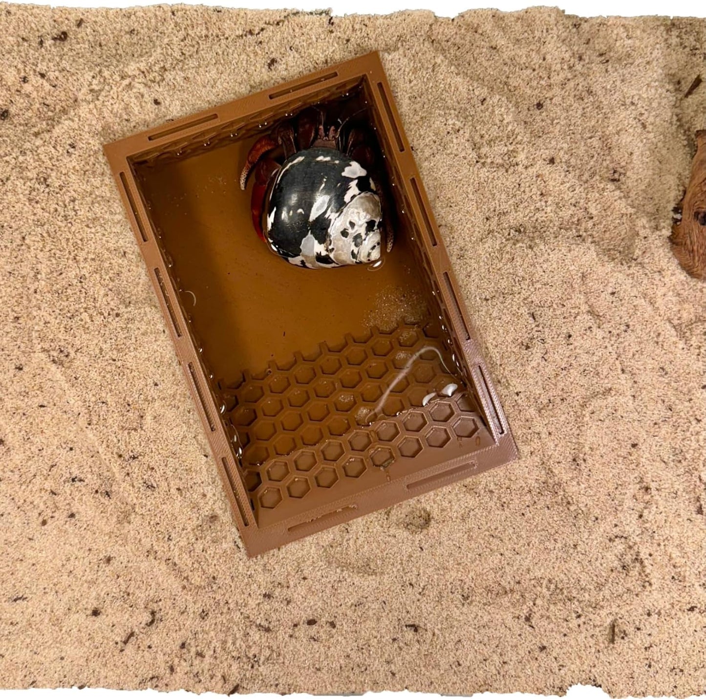 Hermit Crab Ground Pool with Ramp