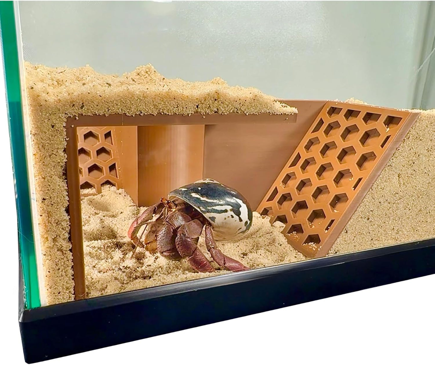 Hermit Crab Underground Tunnel Cave Corner