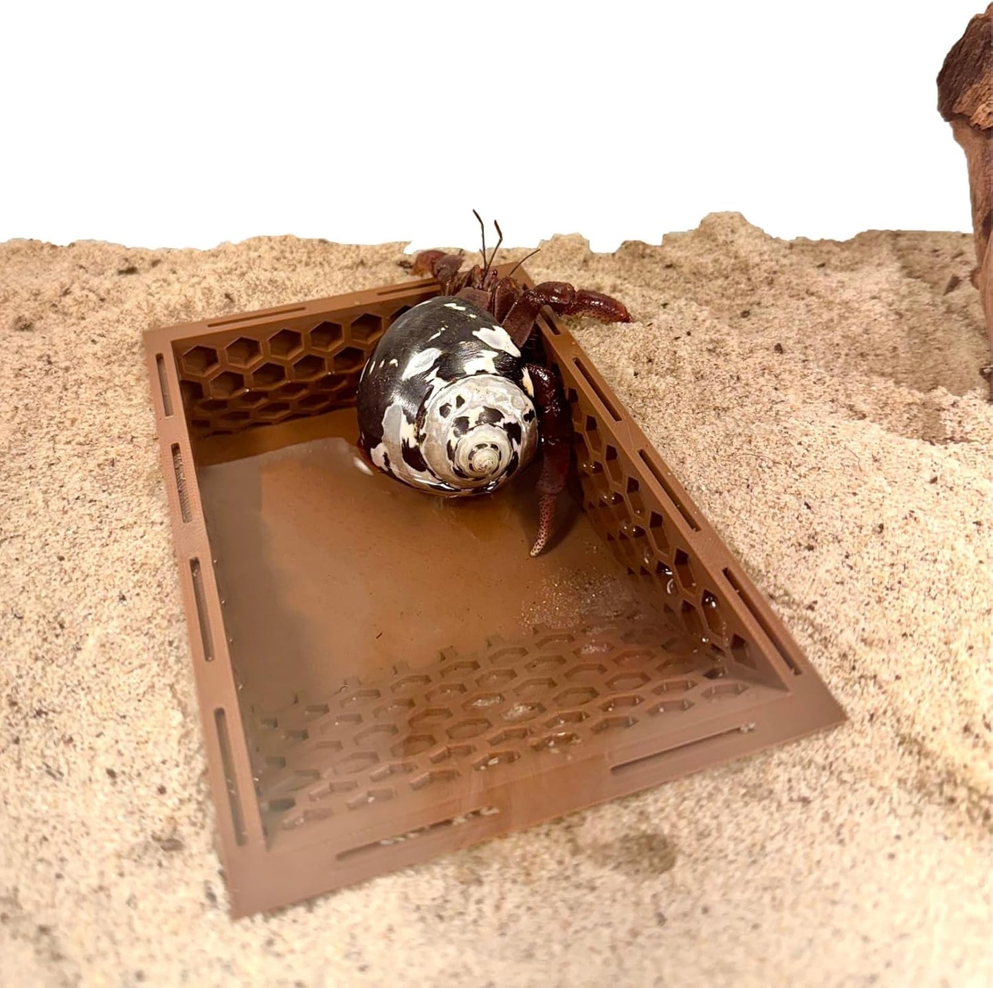 Hermit Crab Ground Pool with Ramp