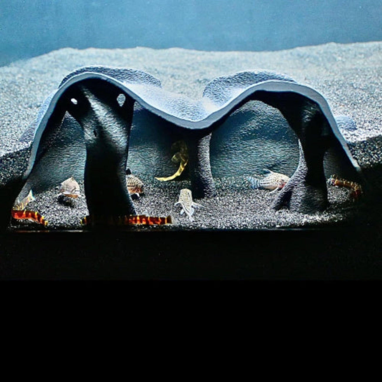 Aquarium Underground Cave Natural Mangrove Tree