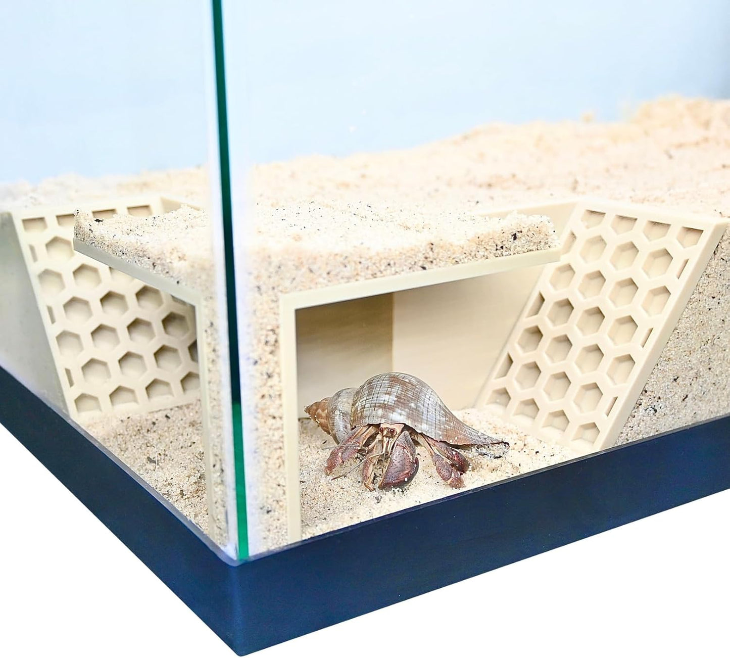 Hermit Crab Underground Tunnel Cave Corner