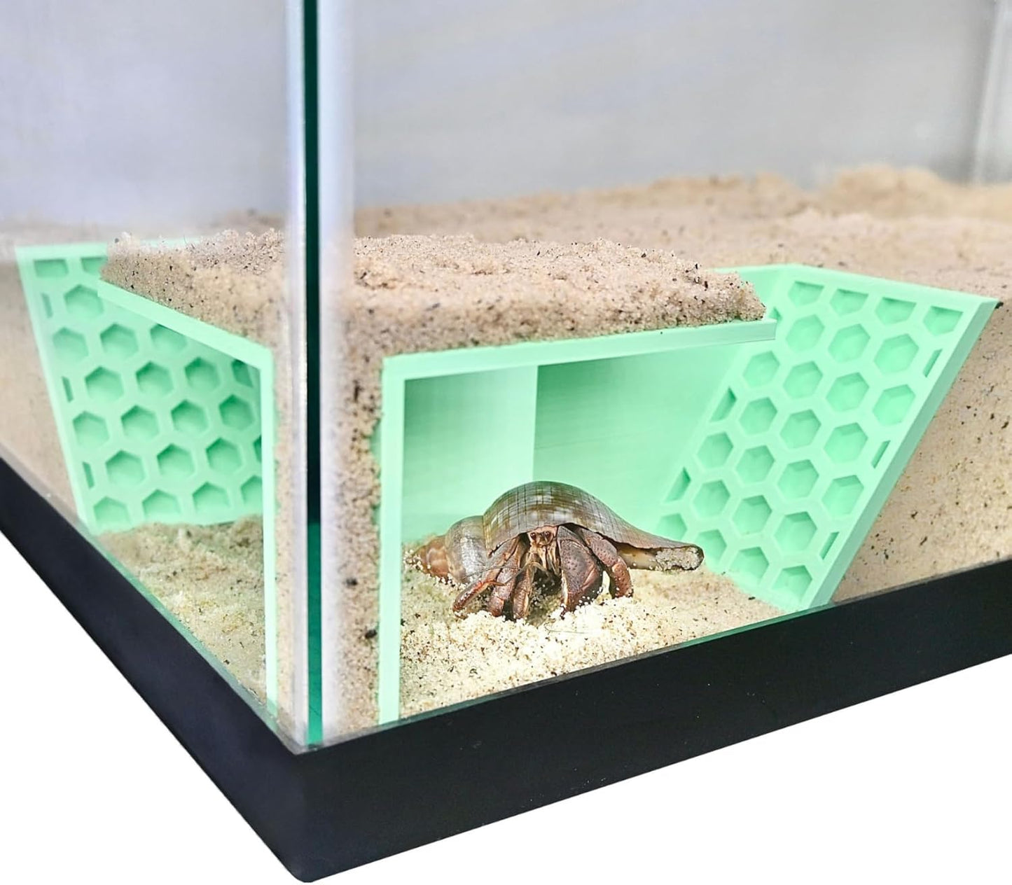 Hermit Crab Underground Tunnel Cave Corner
