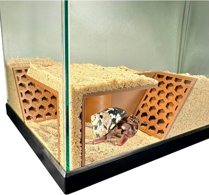Hermit Crab Underground Tunnel Cave Corner