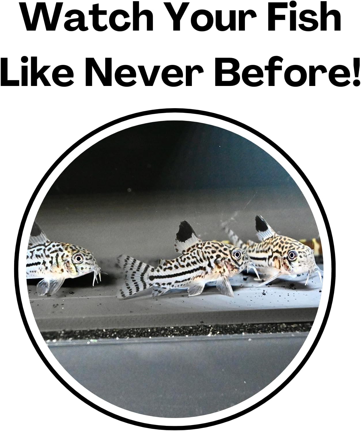 Aquarium Underground Corner Cave Natural Curve