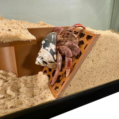 Hermit Crab Underground Tunnel Cave Corner