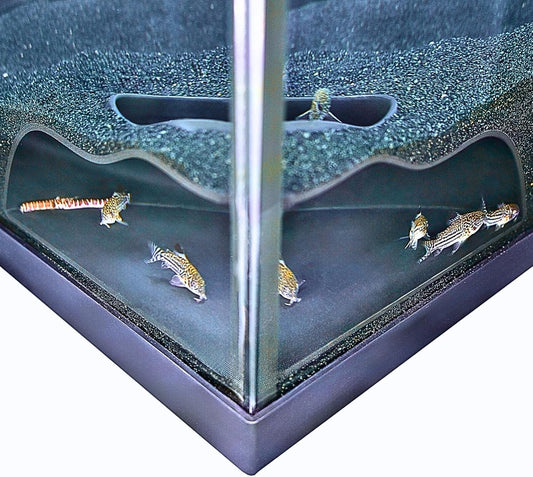 Aquarium natural curve cave with kuhli loaches and cory catfish swimming inside underground cave.