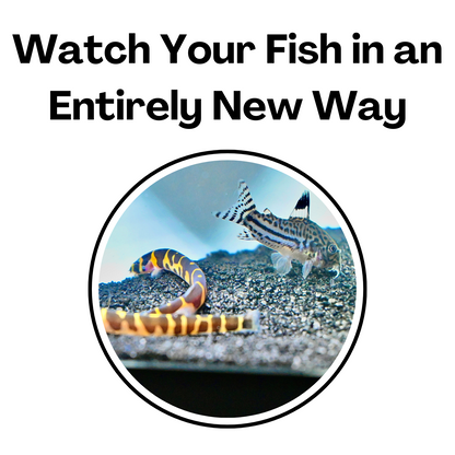 Be able to watch your fish in an entirely new way with the white aquarium two hole corner cave. It provides an easy viewing experience of your fish.