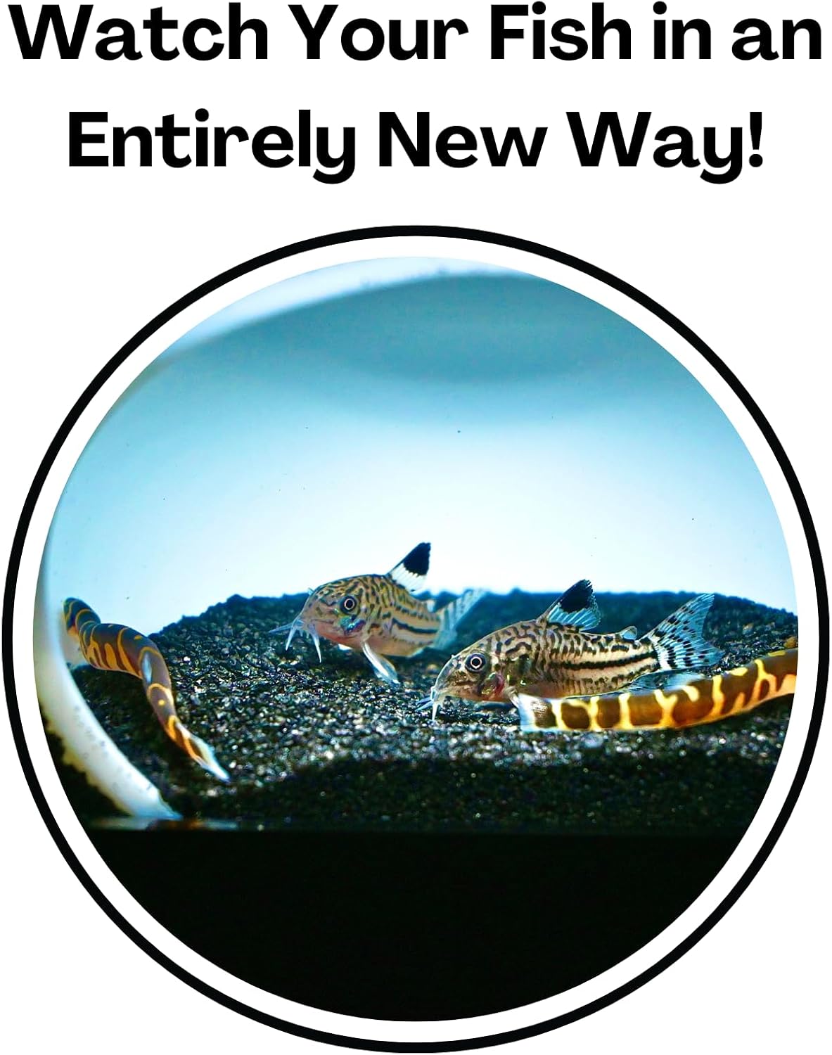 bank deposit box cave fish Lucky Critter Aquarium Underground Cave Dome | Viewing Fish & Shrimp Under Gravel Tunnel