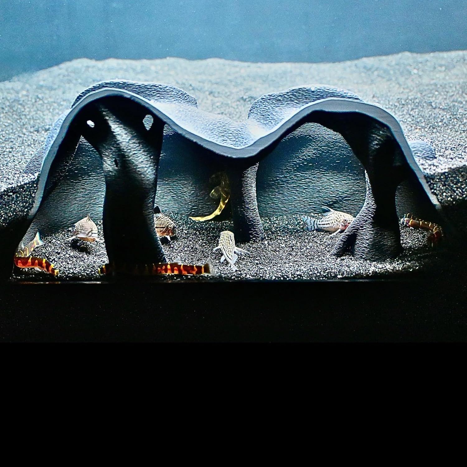 Aquarium underground tree cave with cory catfish and kuhli loaches swimming in tank. Under gravel viewing experience.