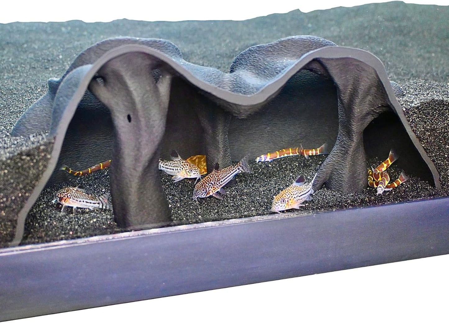 Aquarium underground tree cave that features kuhli loaches and cory catfish swimming. Under gravel cave.