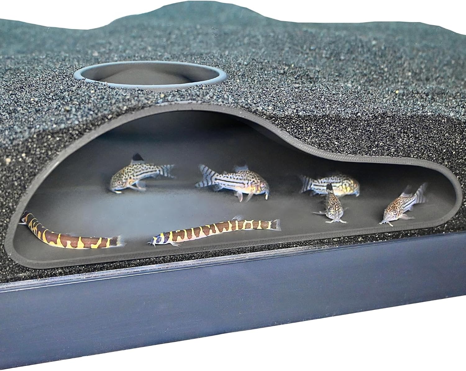 Underground aquarium black single hole cave with cory catfish and kuhli loaches swimming inside.