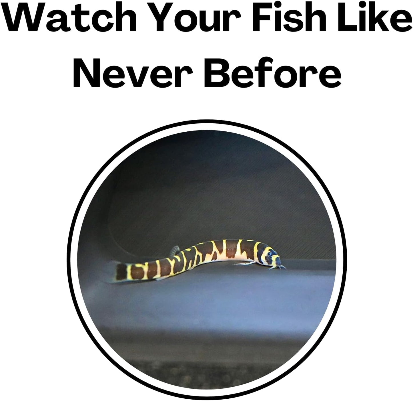 Kuhli loach up close to show how the improved viewing experience is with the fish tank tunnel