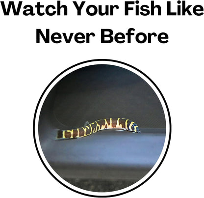 Kuhli loach up close to show how the improved viewing experience is with the fish tank tunnel