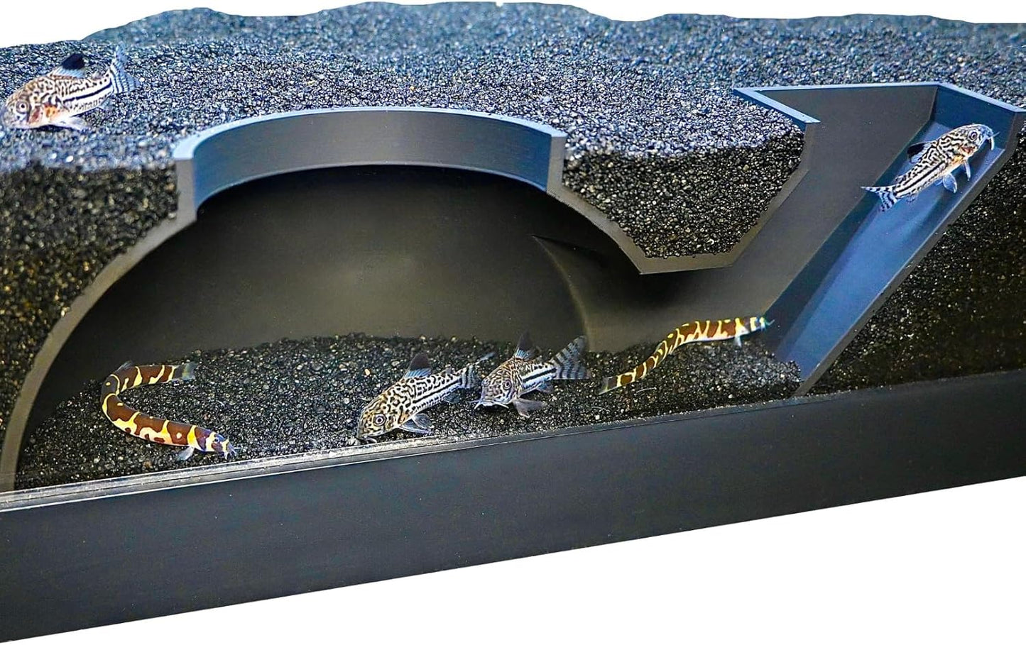 Aquarium black underground dome tunnel cave with kuhli loaches and cory catfish swimming in and out of it.