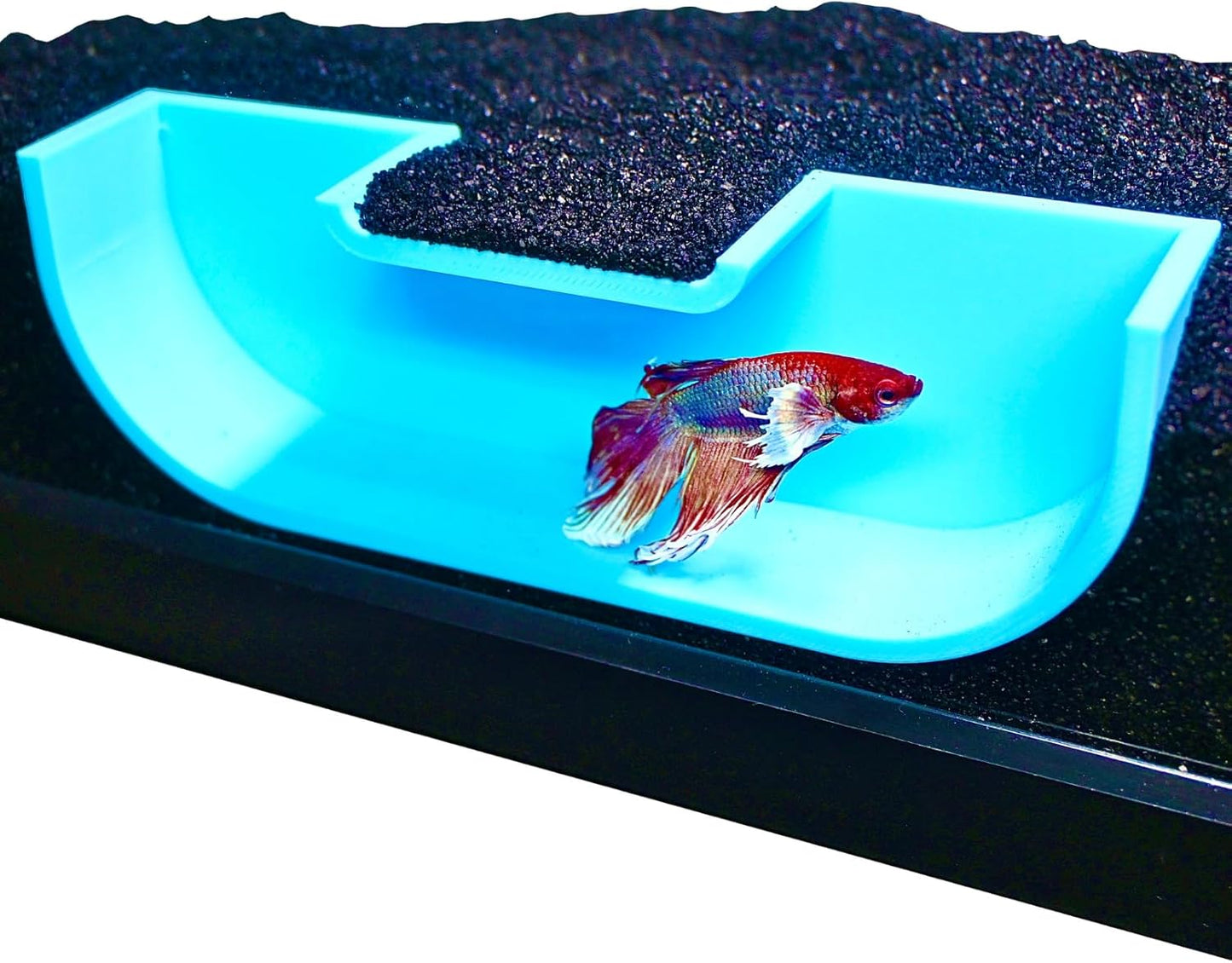 Underground blue betta hideout tunnel cave with betta fish swimming inside of it.