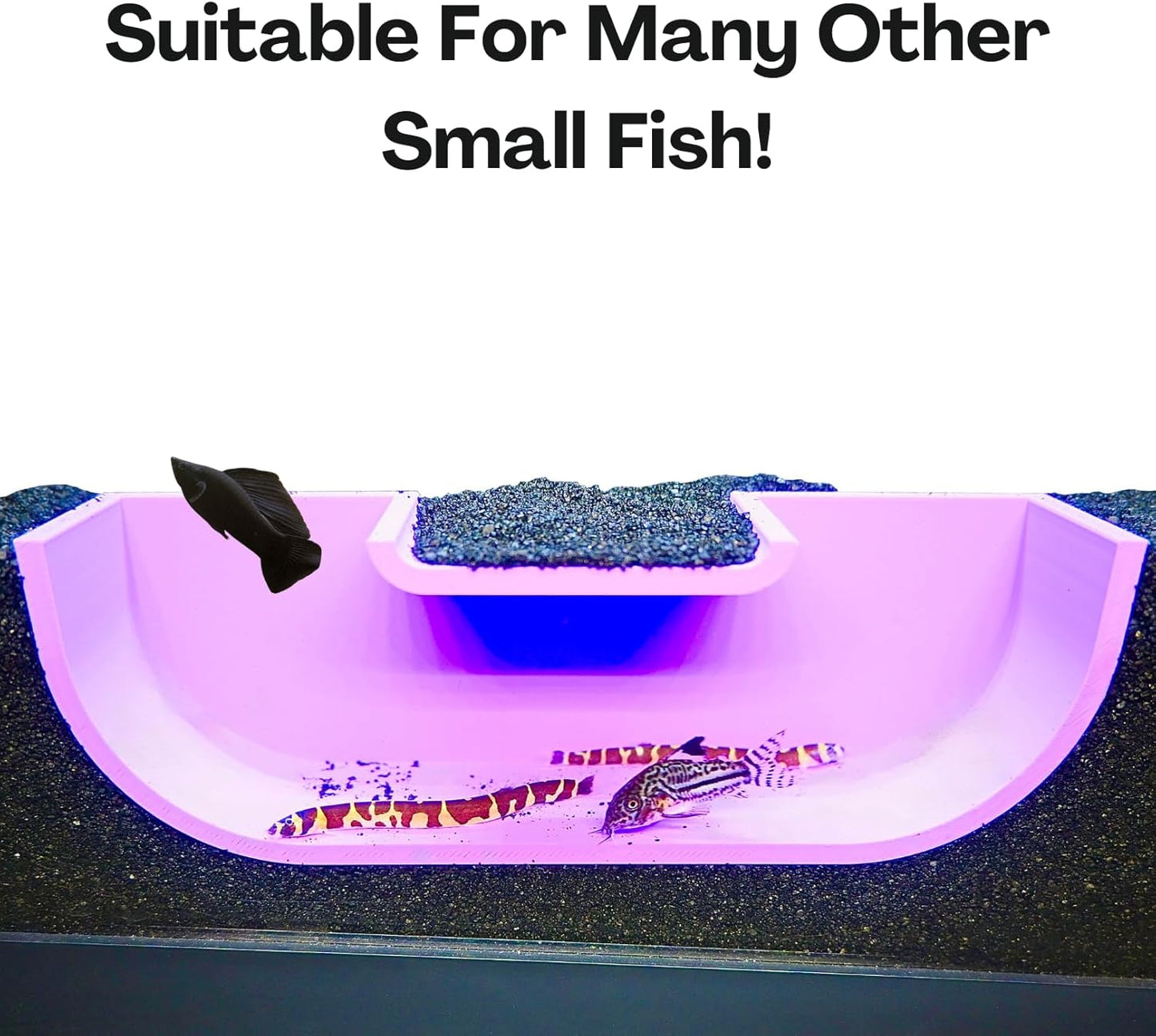 The betta underground tunnel cave is suitable for not just betta fish but also for many other small fish. Kuhli loaches and cory catfish swimming in and out of the cave.