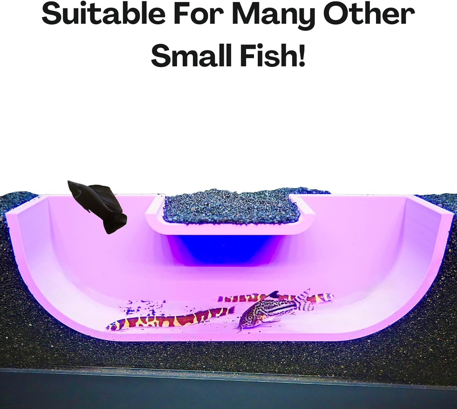 The betta underground tunnel cave is suitable for not just betta fish but also for many other small fish. Kuhli loaches and cory catfish swimming in and out of the cave.