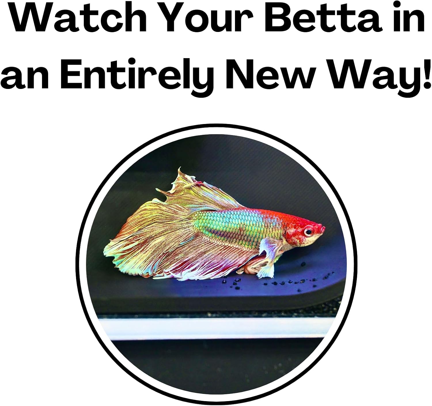 Be able to watch your betta fish in an entirely new way with the betta underground tunnel cave.