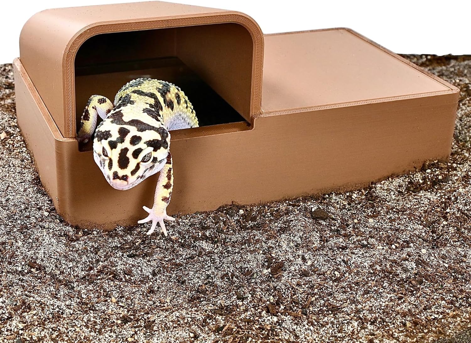 Leopard gecko and reptile underground cave with Leopard gecko crawling out