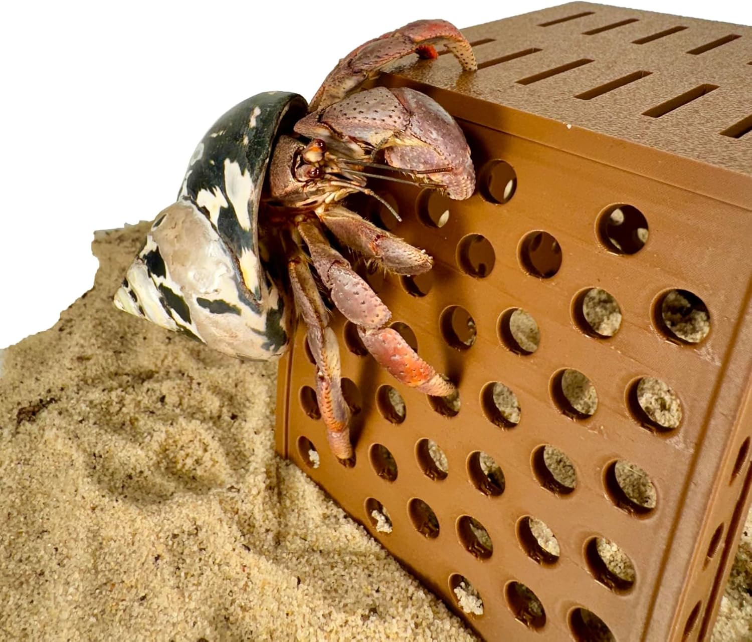 Hermit crab climbing on the outside of hermit crab climbing hideout hut. 