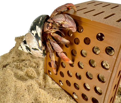 Hermit crab climbing on the outside of hermit crab climbing hideout hut. 