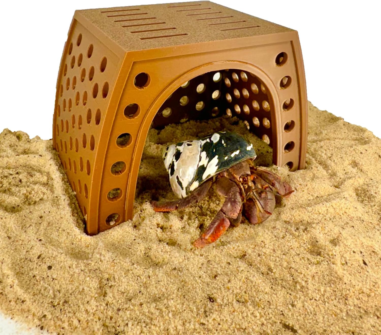 Hermit crab climbing out of climbing hideout hut. Hut is on top of the white sand. 