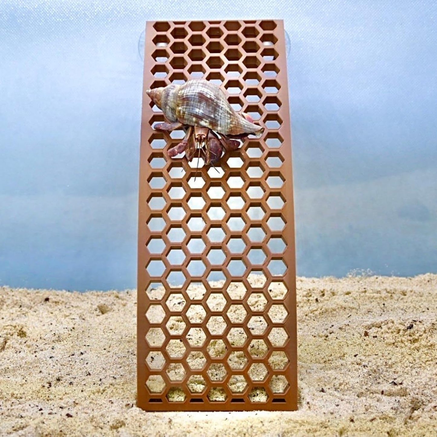 Hermit crab climbing on ladder ramp with hexagonal design for easy climbing. Provides enrichment and decor to the tank.