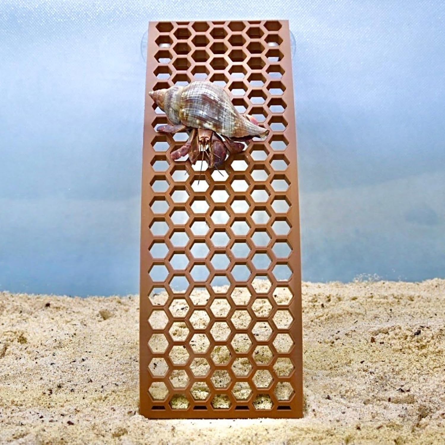 Hermit crab climbing on ladder ramp with hexagonal design for easy climbing. Provides enrichment and decor to the tank.