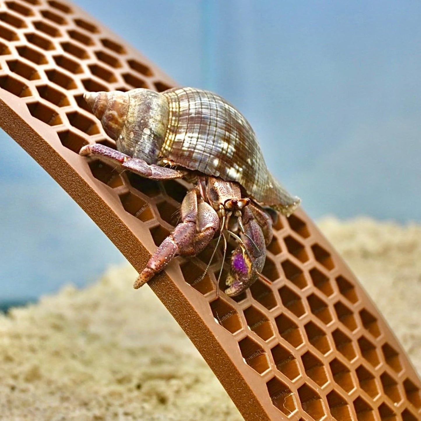 Hermit crab climbing on ladder ramp utilizing hexagonal design for easy climbing. Provides enrichment and decor to the tank.