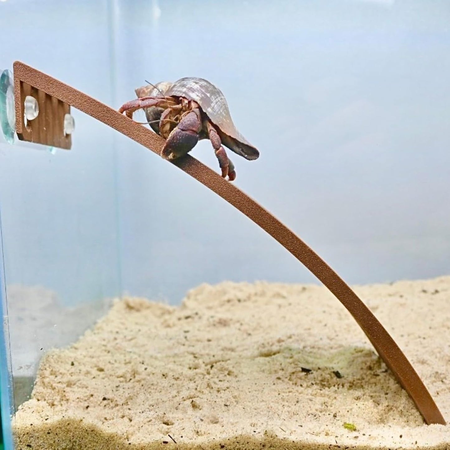 Hermit crab climbing the ladder ramp attached to the wall of the tank. 