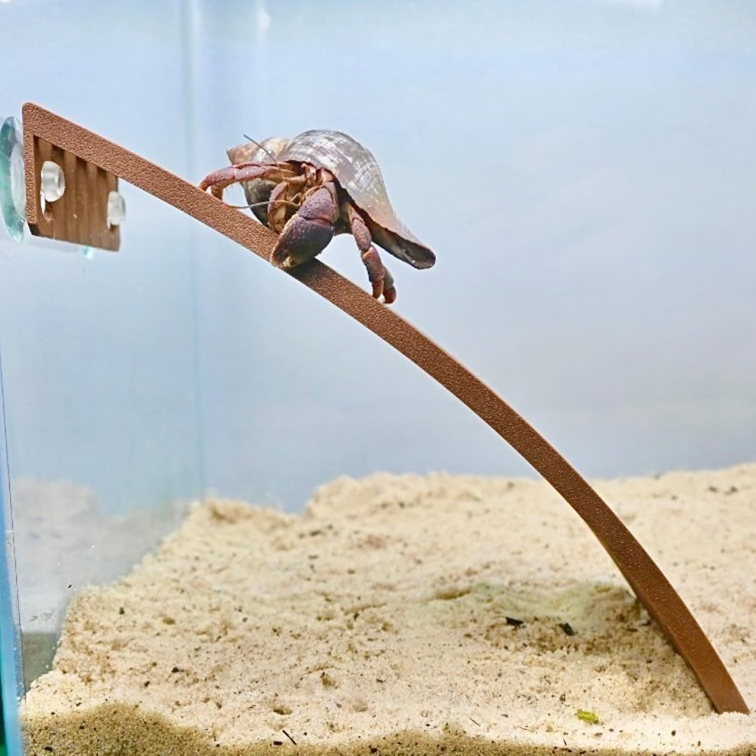 Hermit crab climbing the ladder ramp attached to the wall of the tank. 
