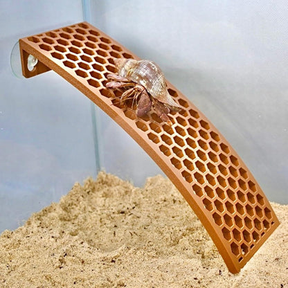 Hermit crab climbing up the climbing ladder ramp. 